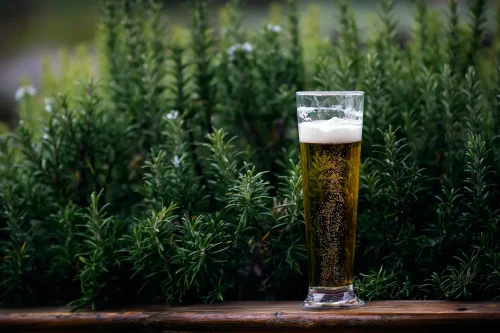 Jakie rośliny podlewać piwem? – tajniki nietypowej pielęgnacji ogrodu